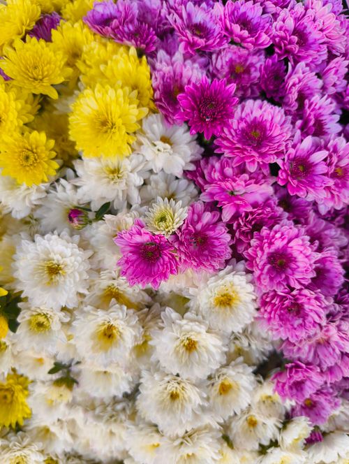 Free Vibrant mix of yellow, pink, and white chrysanthemums in full bloom. Stock Photo