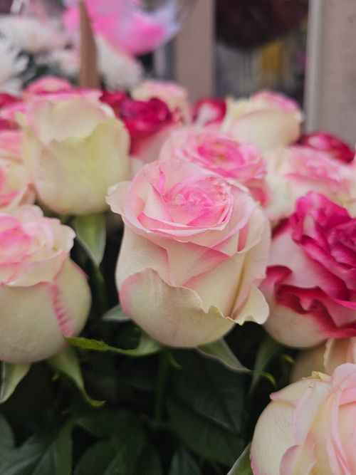 Free Stunning close-up of pink and white roses, perfect for romantic themes and floral arrangements. Stock Photo