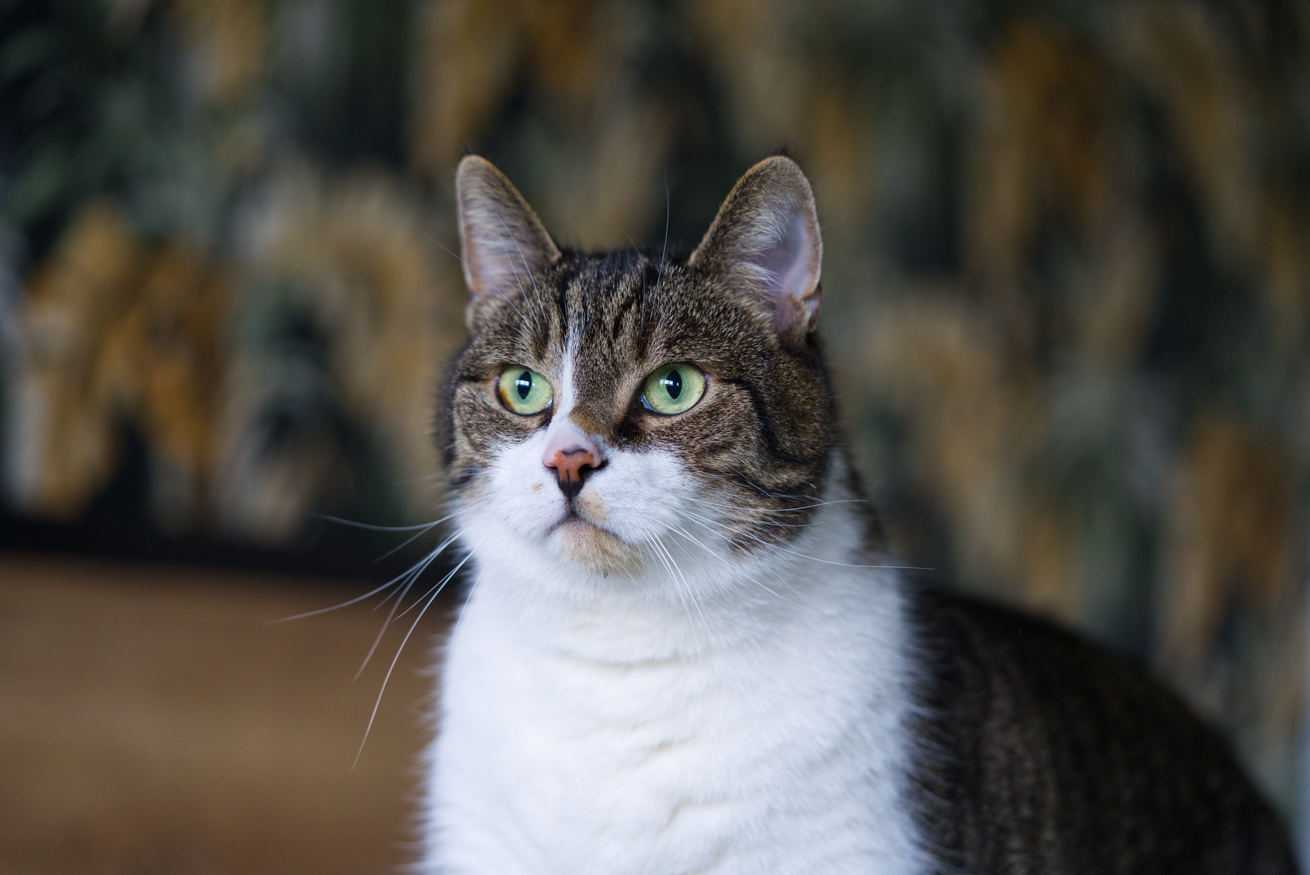 Portrait of a cat at a veterinary clinic