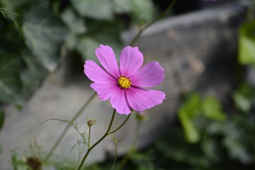 Free Close-up of a blossoming pink cosmos flower with lush green background. Stock Photo