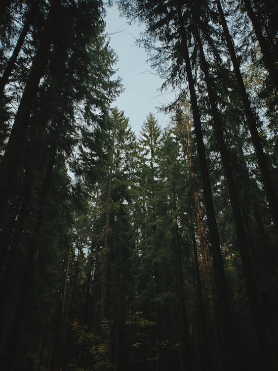 Imagine de stoc gratuită din arbori, arbori veșnic verzi, cel mai înalt