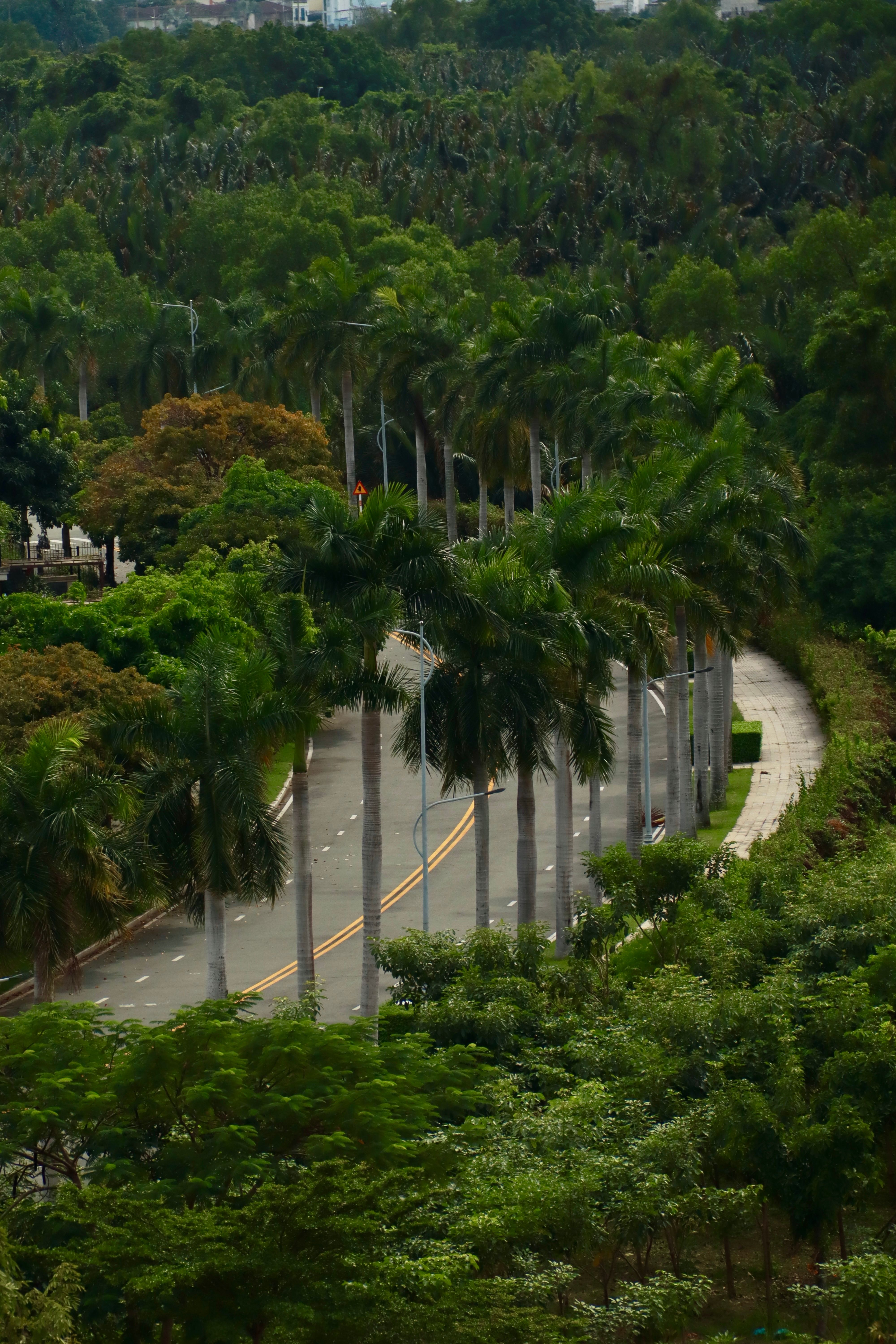 Lush Tropical Road Lined with Towering Palm Trees · Free Stock Photo