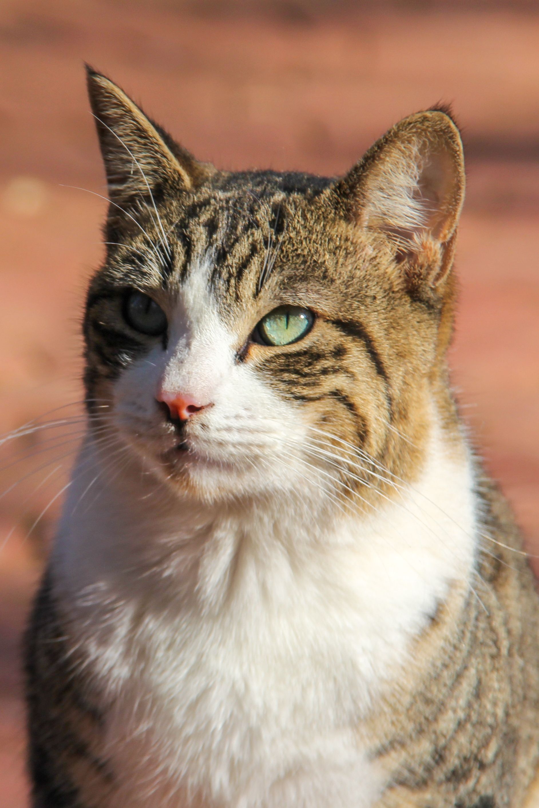Close-up Portrait of a Tabby Cat Outdoors · Free Stock Photo
