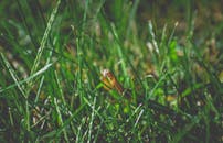 这是一张阳光明媚的日子里，蚱蜢在充满活力的绿草中的详细特写