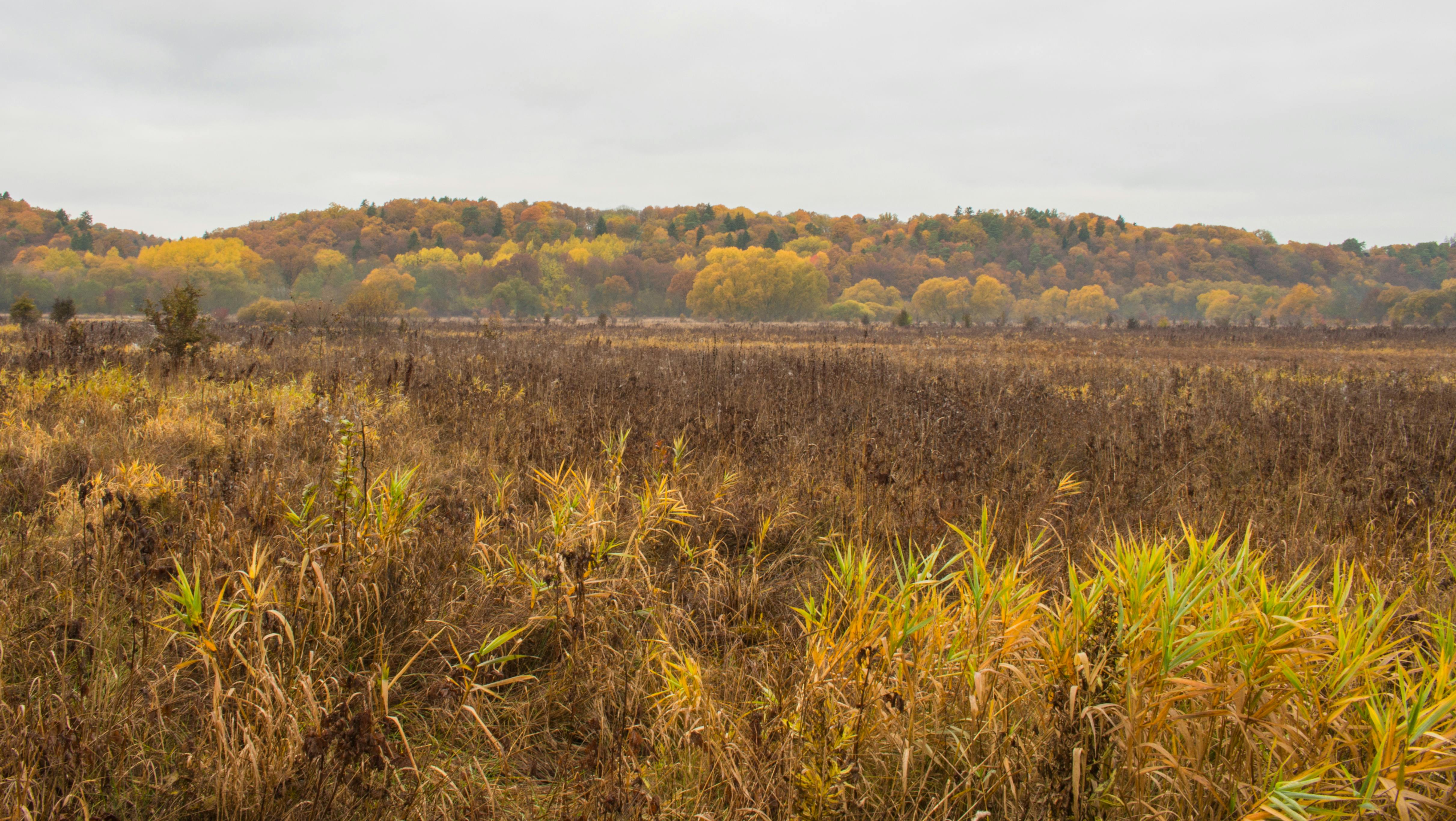 Dried Grass \u00b7 Free Stock Photo