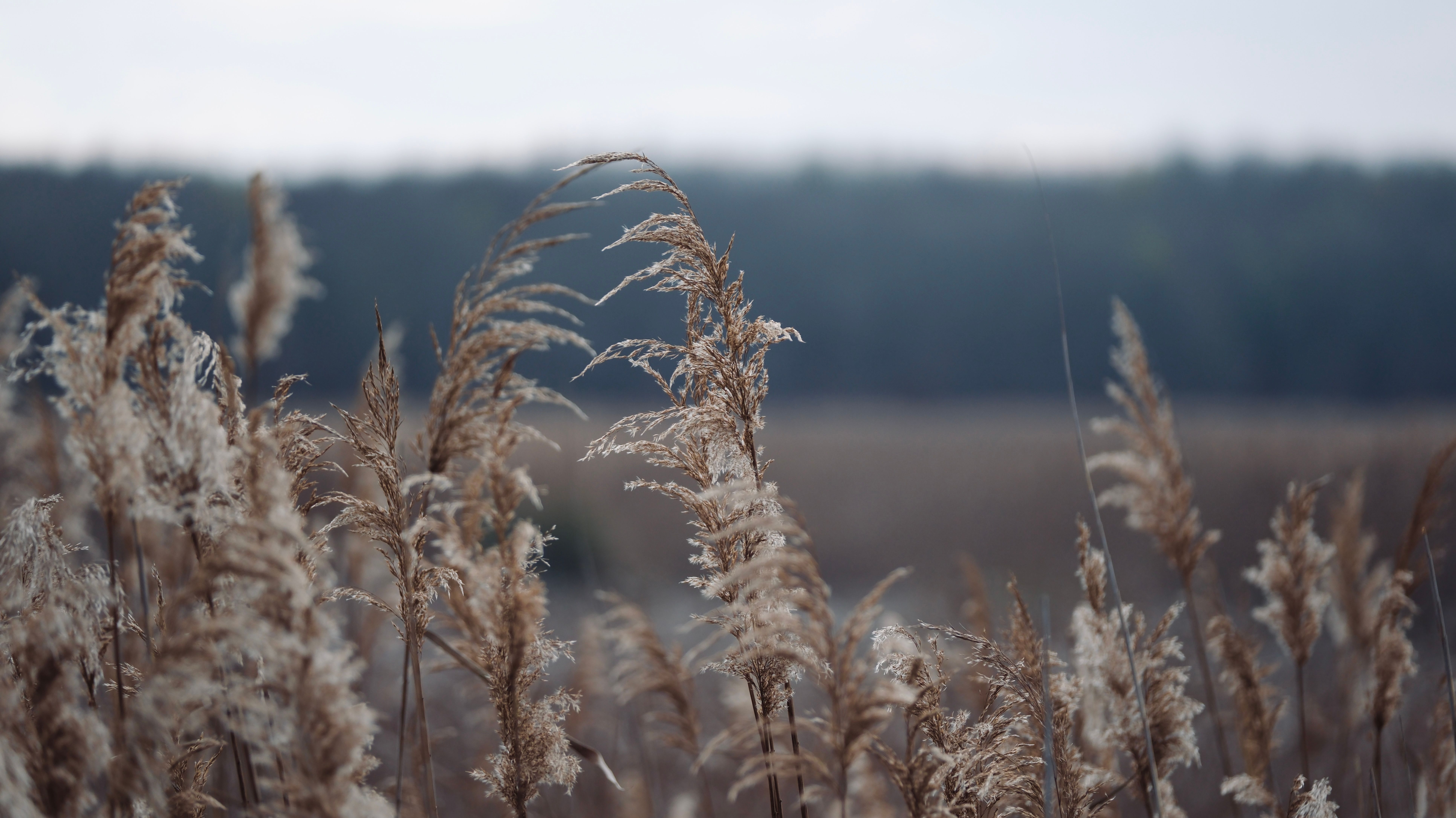Serene Close-Up of Tall Reeds in Open Nature · Free Stock Photo