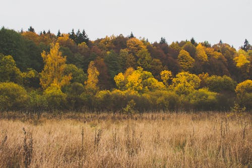 Green Leafed Trees