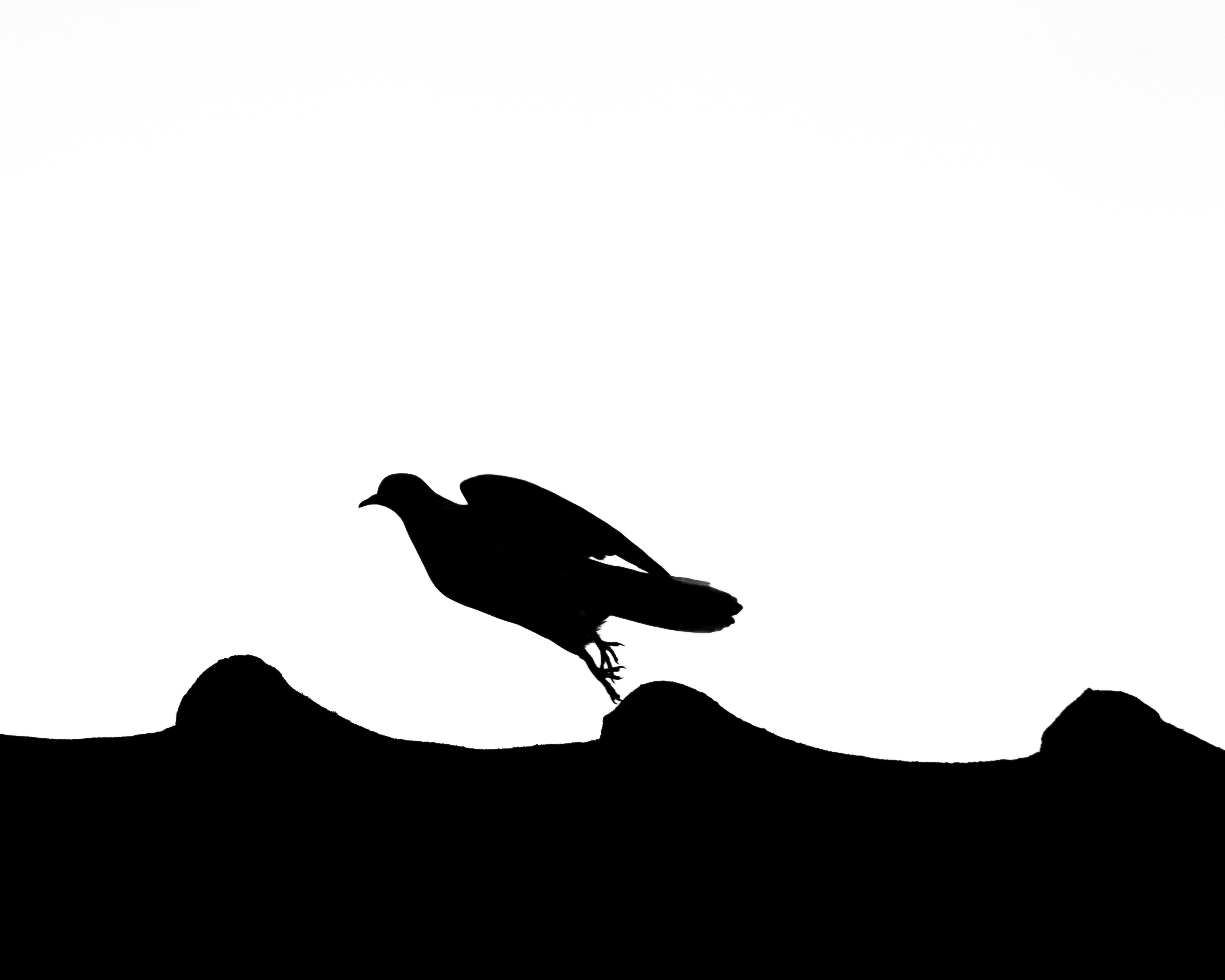 A detailed silhouette of a bird standing on a jagged surface against a stark white background.