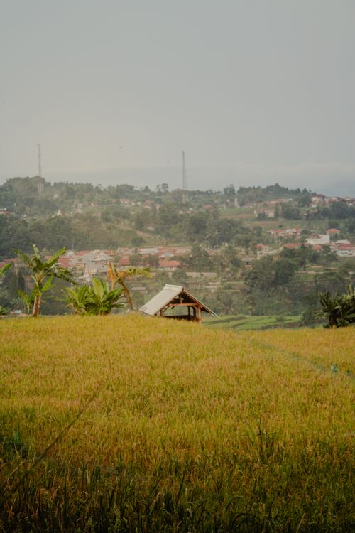 Free Idyllic rural scene showcasing rice fields against a hilly backdrop. Stock Photo