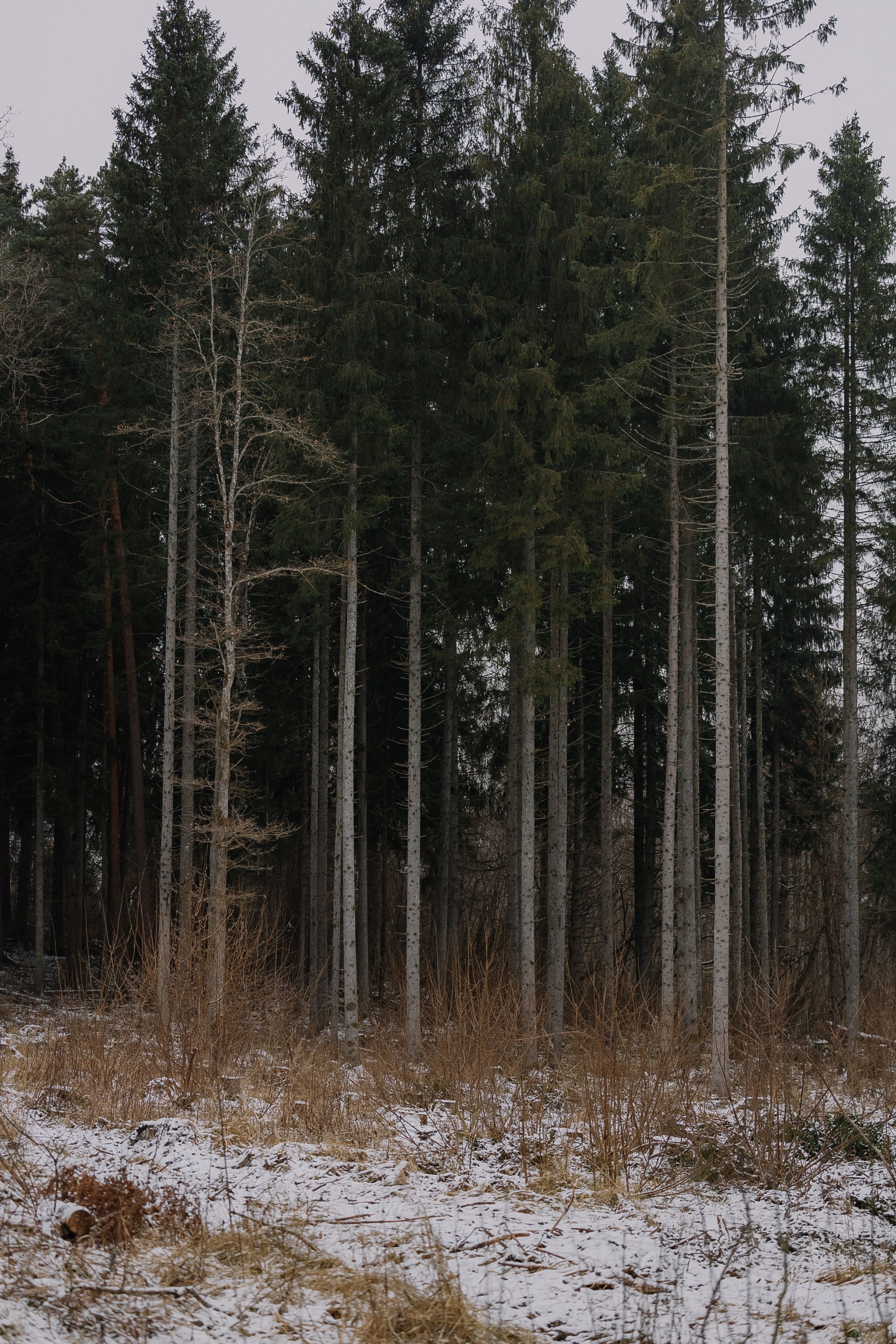 Snow-Covered Pine Forest in Winter · Free Stock Photo