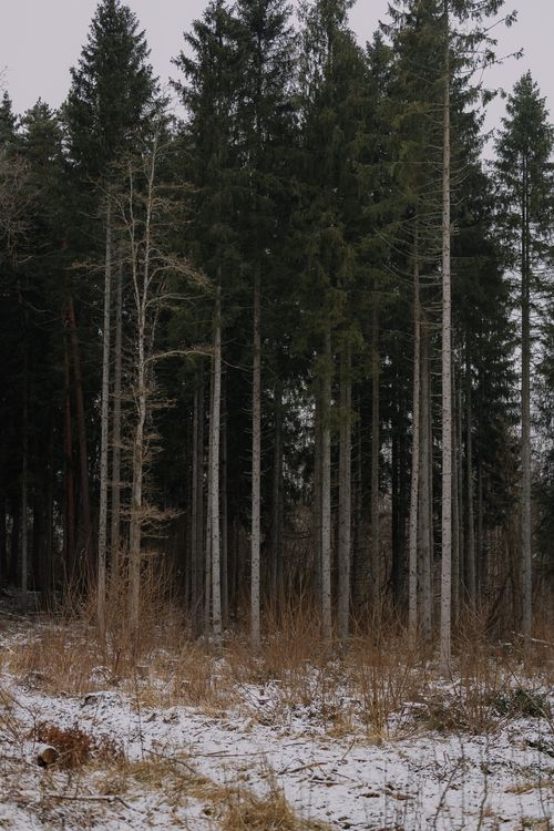 Free A serene pine forest stands tall with a dusting of snow, capturing winter's tranquility. Stock Photo