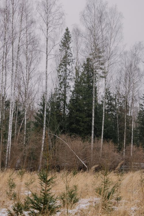 Free Serene forest in winter featuring tall birch trees and snow-dusted ground. Stock Photo