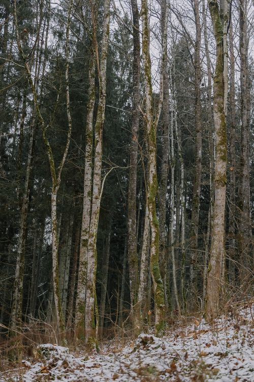 Free Tall majestic trees in a tranquil winter forest with a light dusting of snow. Stock Photo
