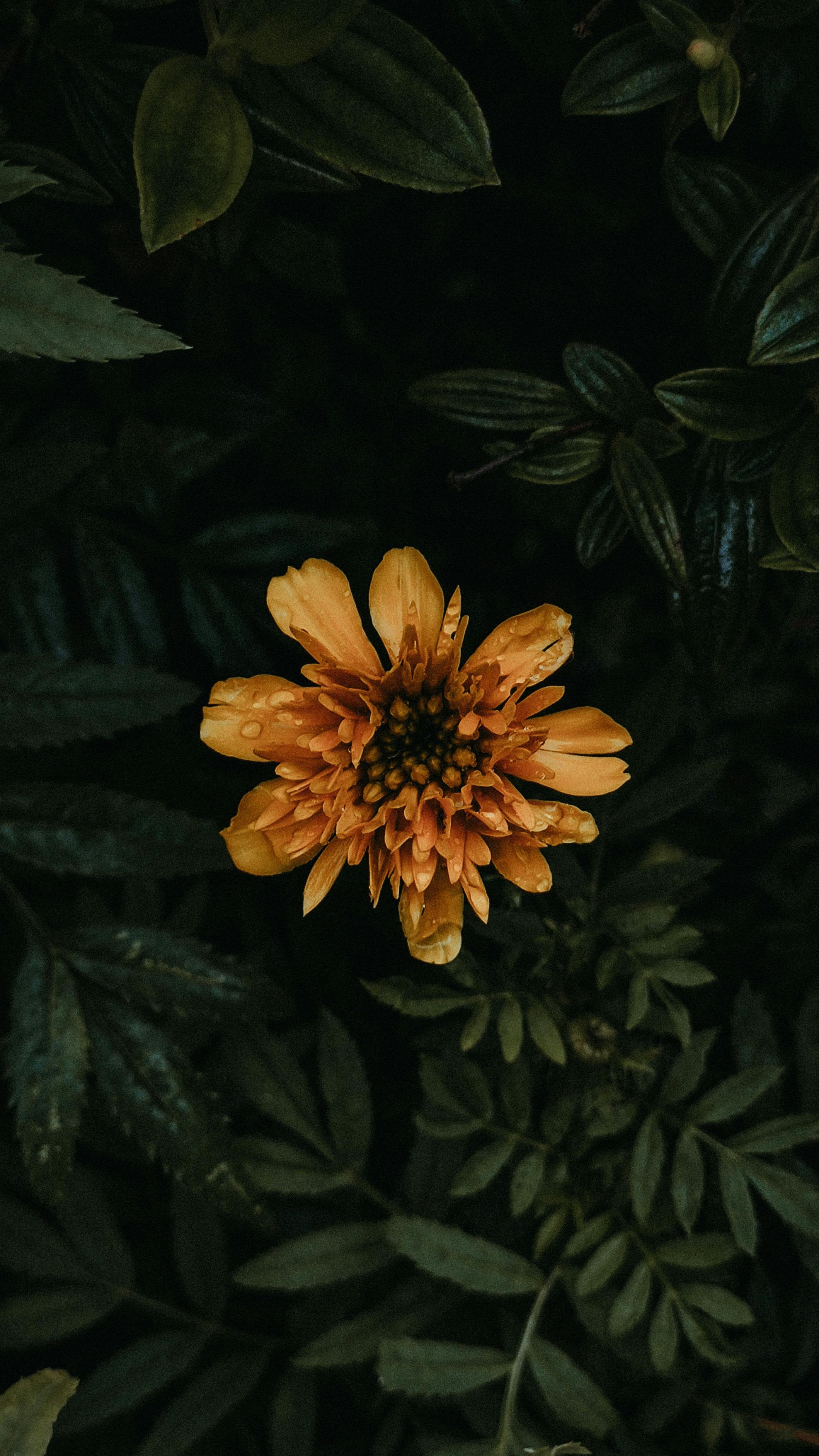 vibrant orange marigold amidst dark foliage