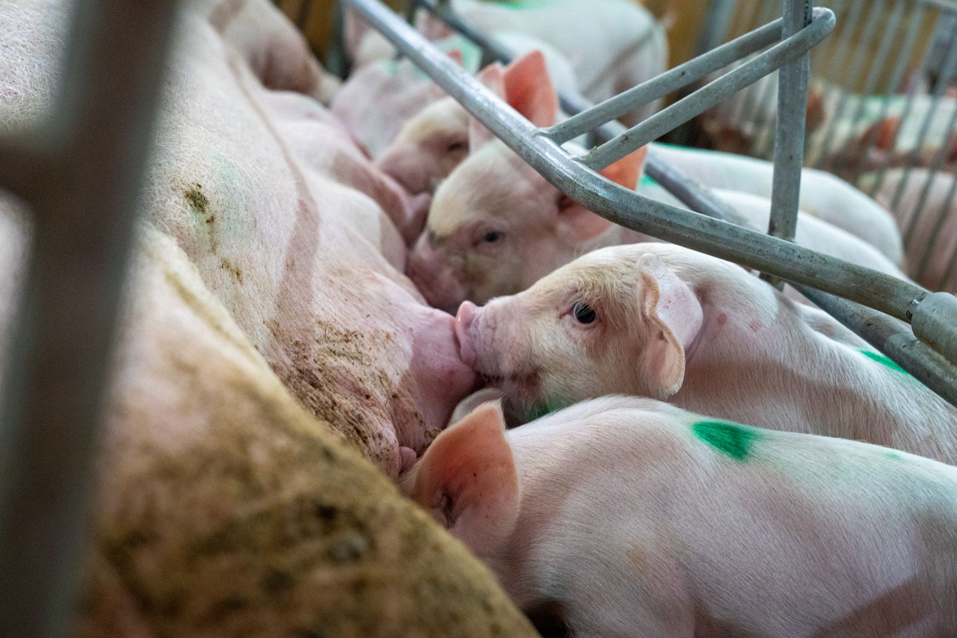 Caring Farmers: stikstofplannen kabinet sluiten aan bij wens meerderheid