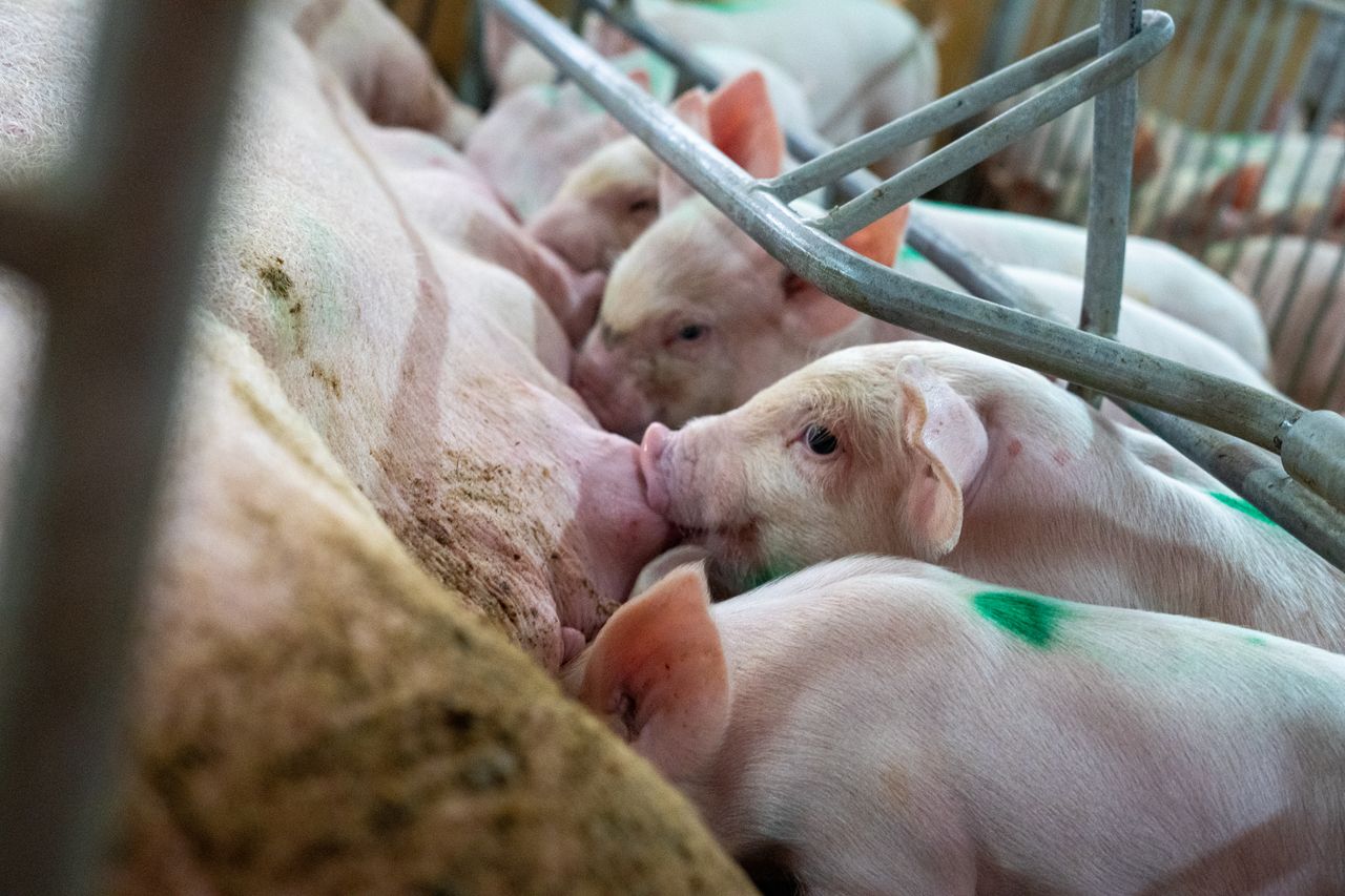close up of piglets nursing from a sow in a farm enclosure showcasing