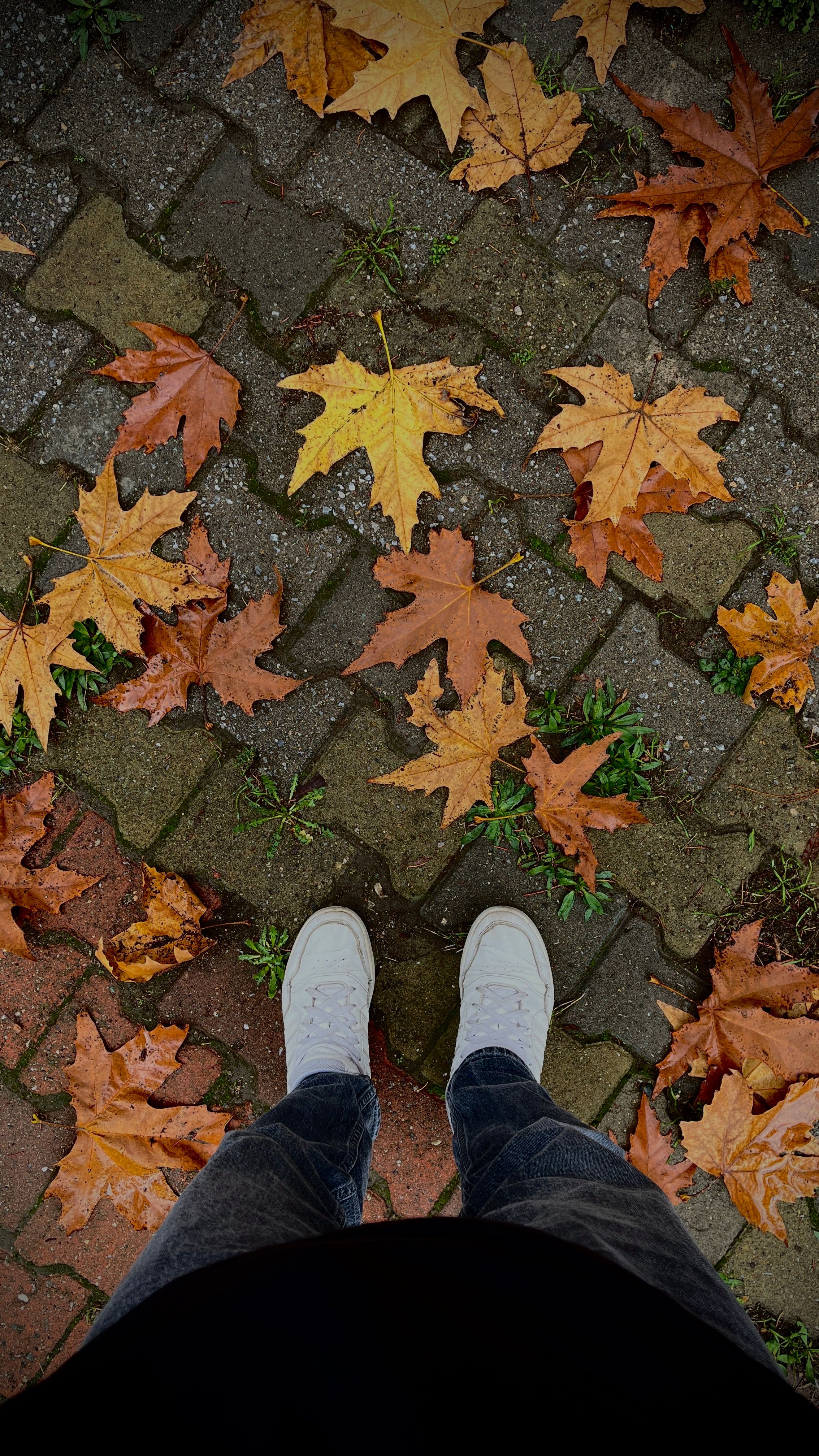 Aerial view of autumn leaves scattered on a cobblestone path with white shoes visible.
