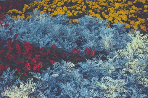 Free stock photo of bed of flowers, flowers