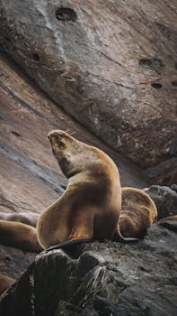 Sea lions bask on rugged rocks in Ushuaia, embodying wild Argentina's coastal allure.