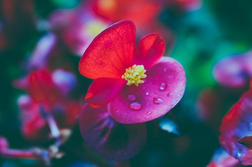 Free Red Flowers Stock Photo