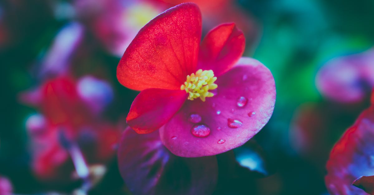 Free stock photo of flower with drops of water on it, red flower
