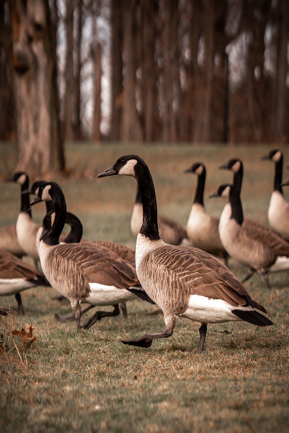 Geese Setting Flock of Canada Geese Walking in Fall Setting · Free Stock Photo