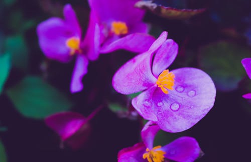 Foto Aproximada De Flor Roxa