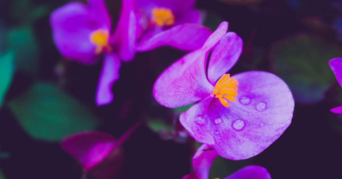 Free stock photo of flower with drops of water on it, purple flower, violet flower