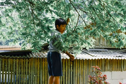 Free A young boy climbing a tree near a bamboo structure in a rural area, sunny day. Stock Photo