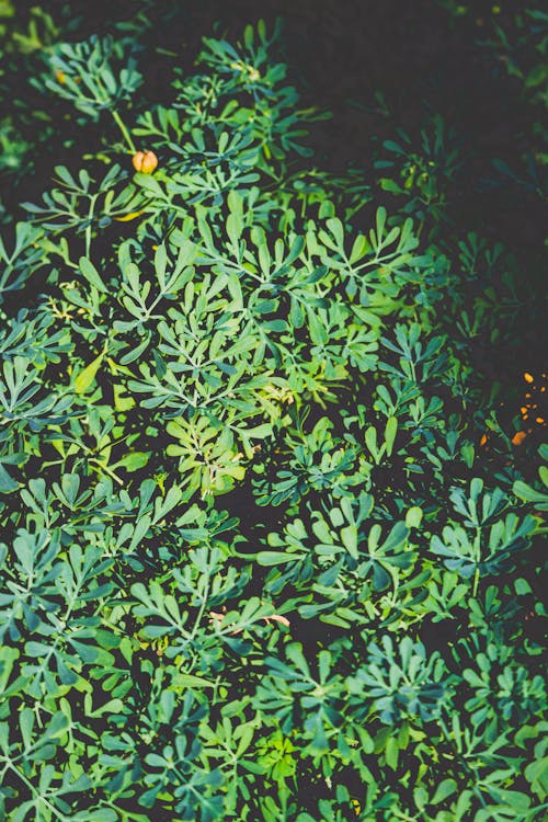Free Green Leaves Stock Photo