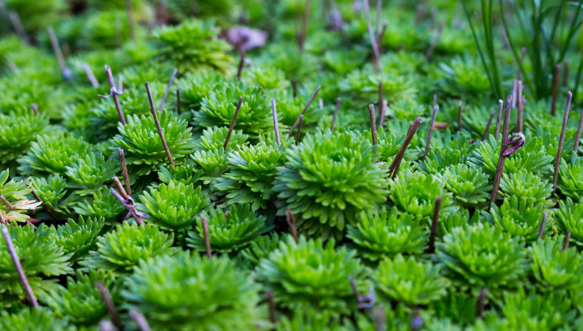 Close-up shot of lush green succulent plants growing in a garden setting.