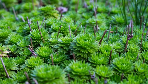 Free Close-up shot of lush green succulent plants growing in a garden setting. Stock Photo