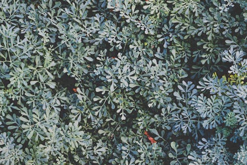 Free stock photo of blueish greenish, bush, flower