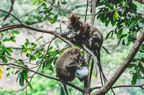 Singes Sur Arbre