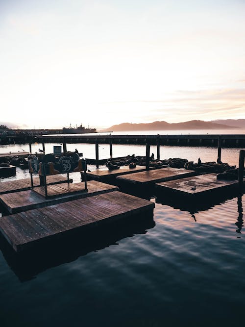 Brown Wooden Dock during Day