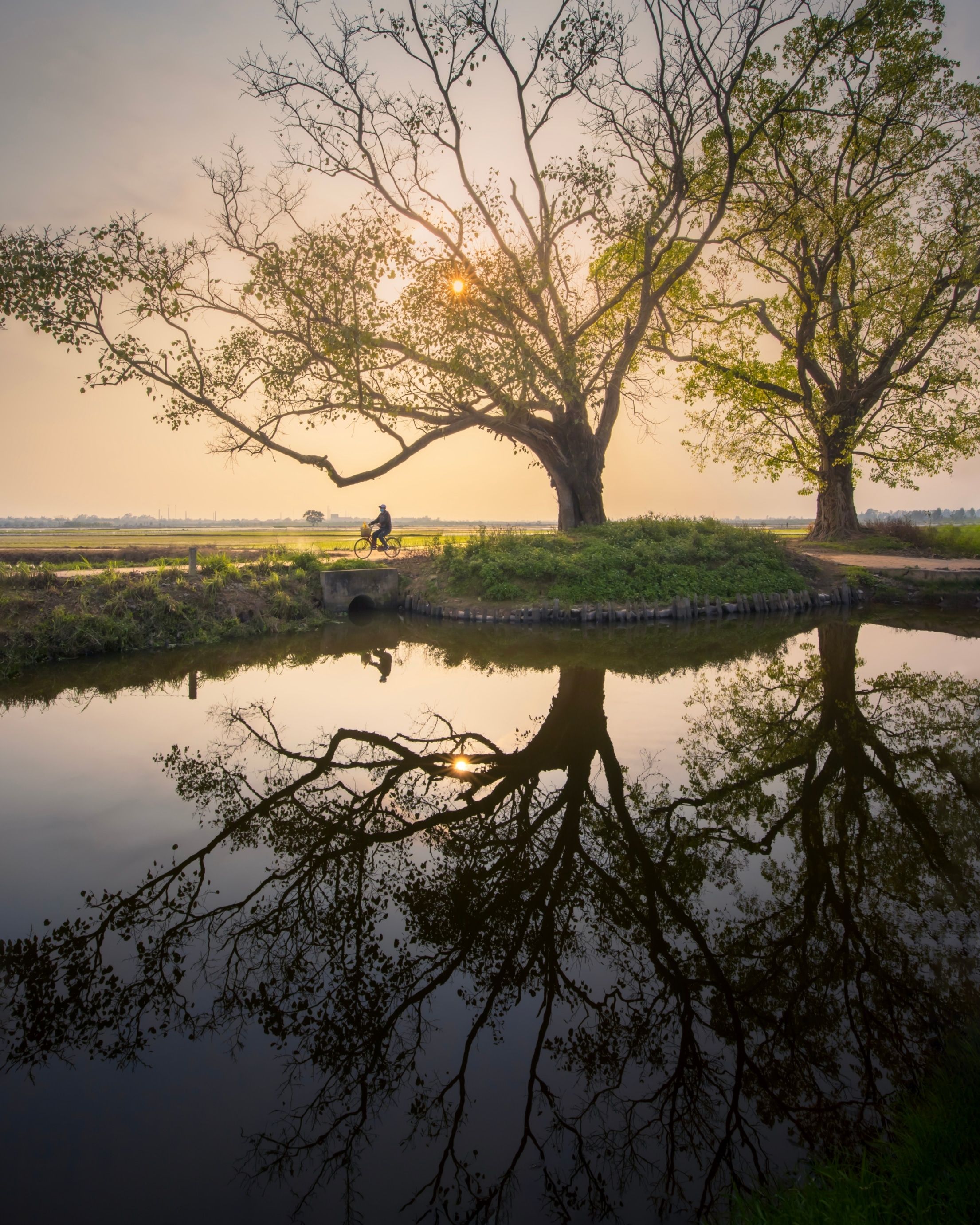 Tranquil Reflection of Trees in Serene Landscape · Free Stock Photo