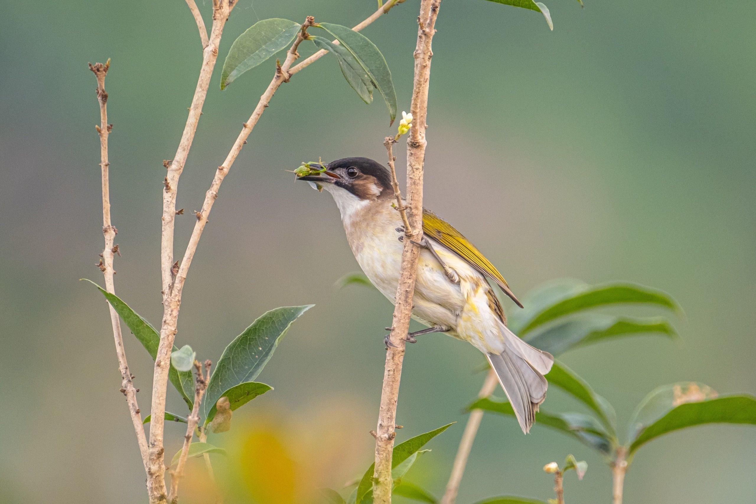 Bird Holding Insect on Branch in Natural Habitat · Free Stock Photo