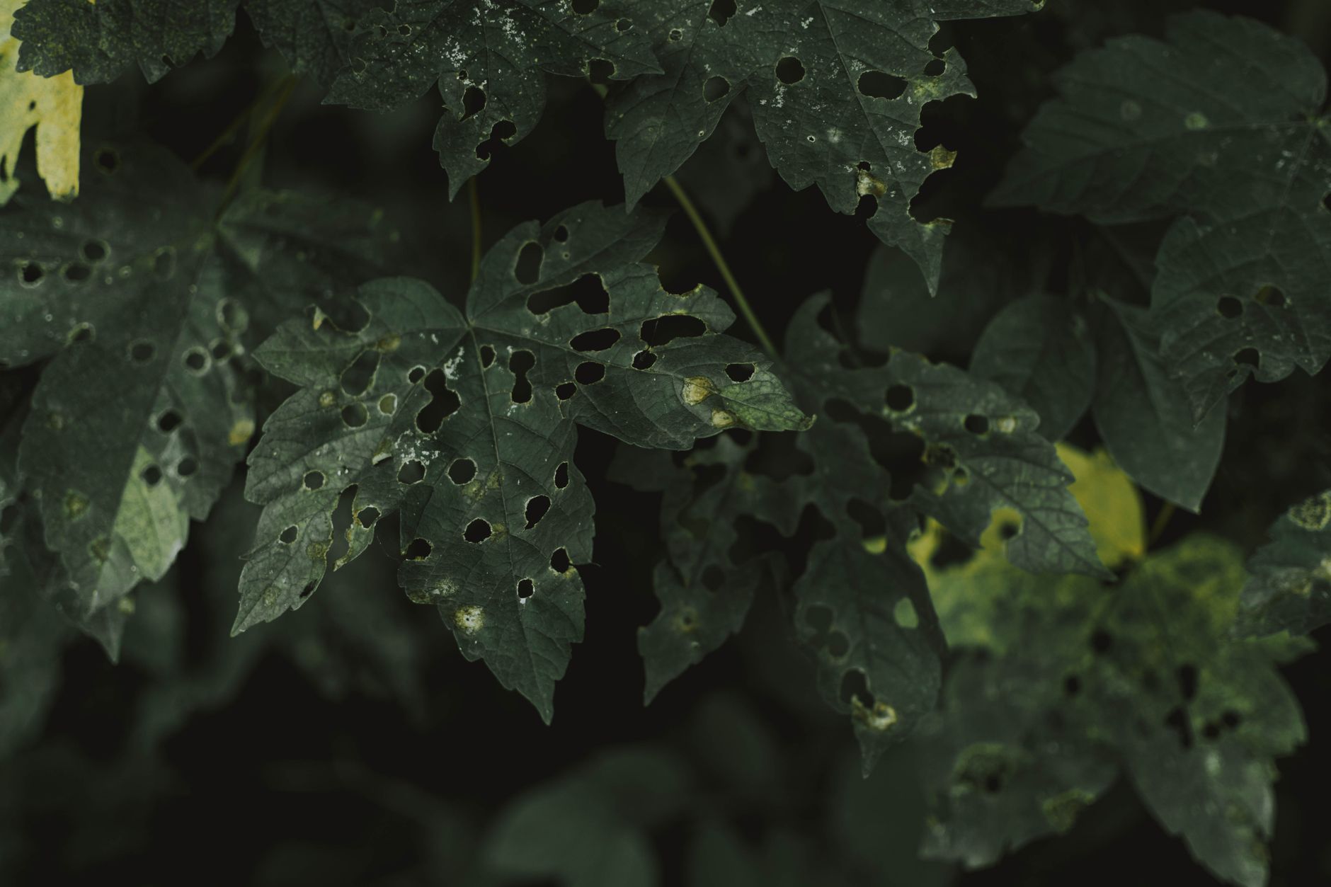 Tough leaves attract more insect damage