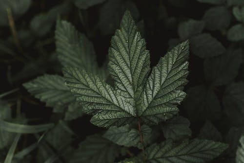 Green leaf of bush in nature