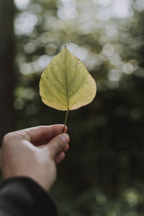 Free Anonymous person showing delicate autumn leaf on blurred background of forest in nature Stock Photo