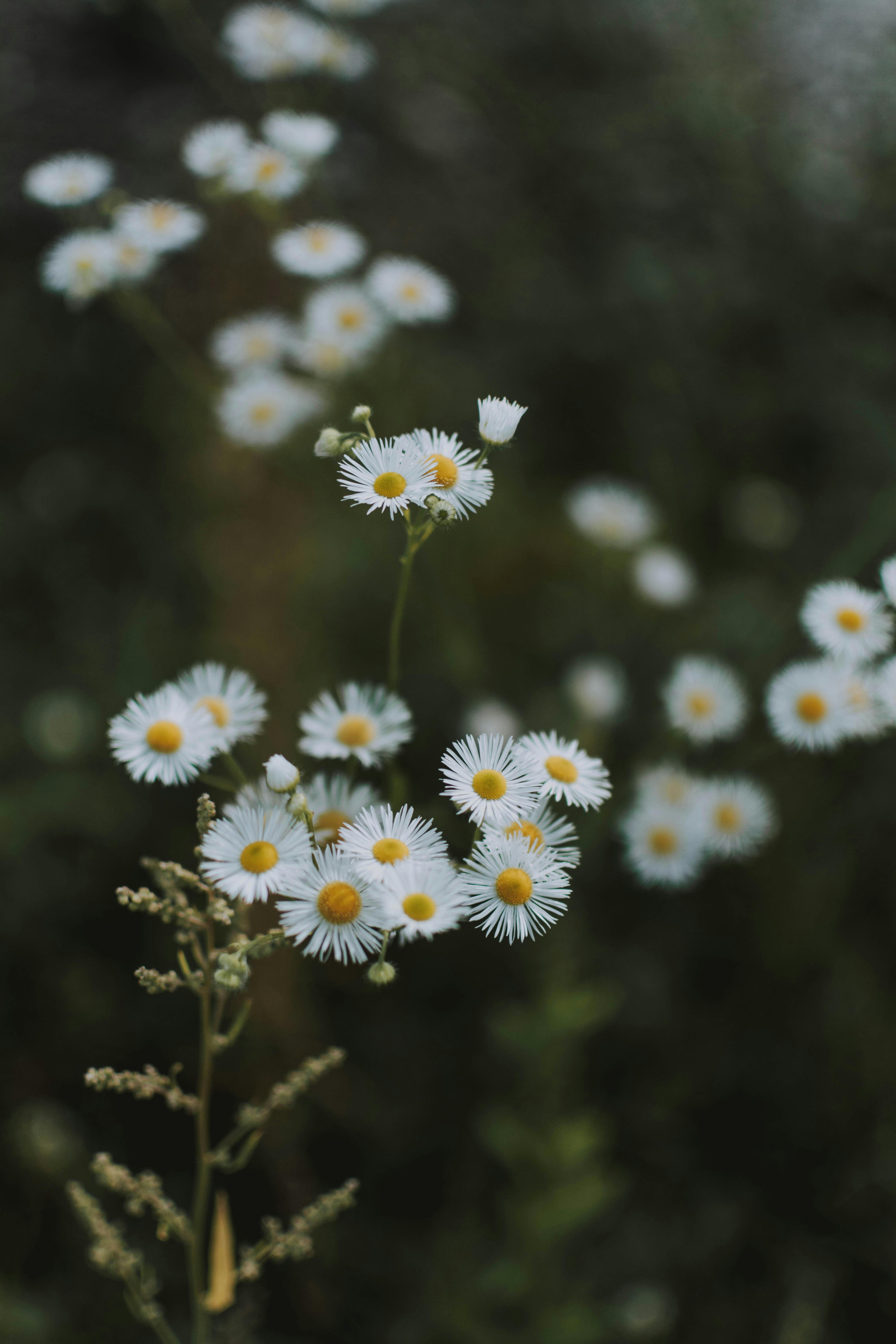 focus photography of daisy flower