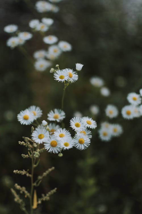 免费 雏菊花的焦点摄影 素材图片