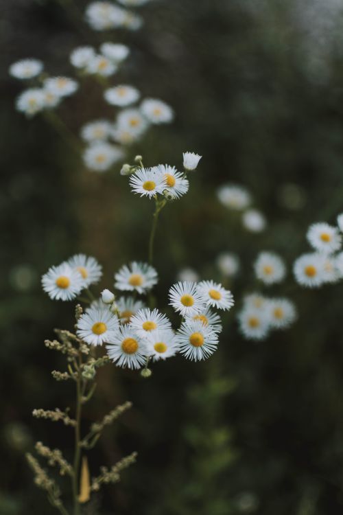 Free Beautiful close-up of daisy wildflowers, showcasing their delicate white petals and yellow centers in natural light. Stock Photo