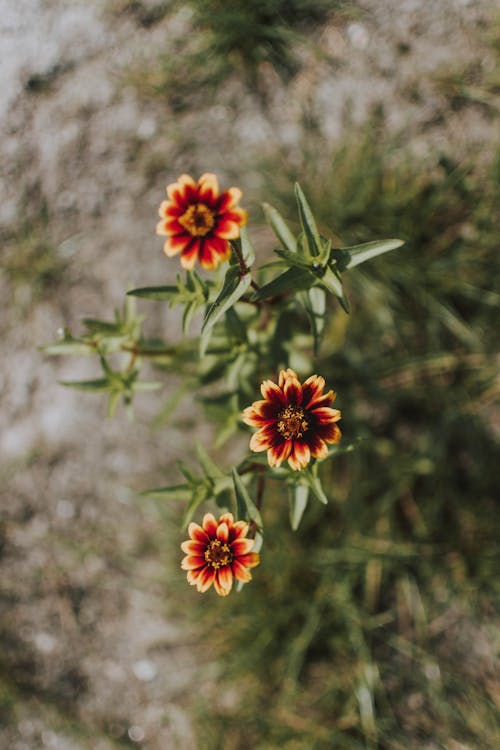 Photo of Red and Yellow Flowers