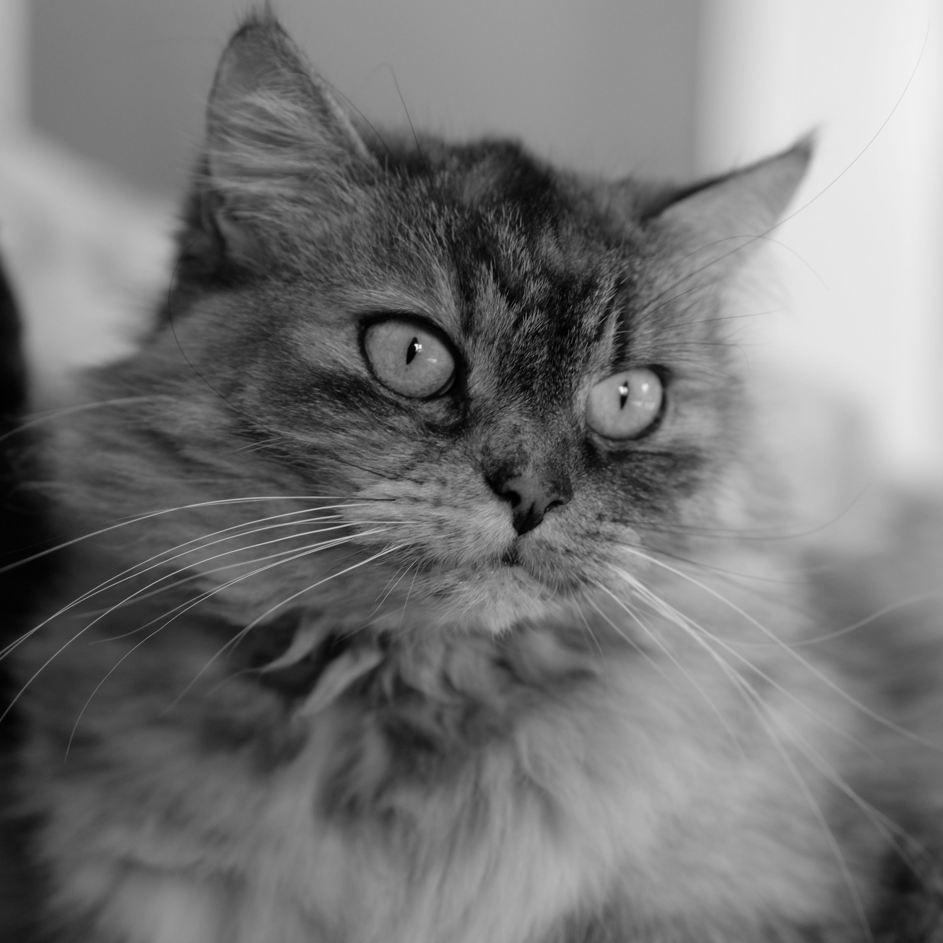 Emotive Black and White Portrait of a Cat · Free Stock Photo