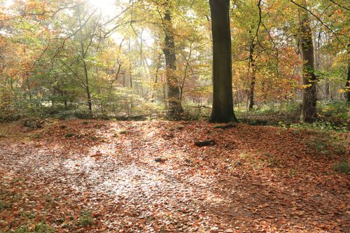 Free Sunlight illuminates a serene forest during autumn, with fallen leaves covering the ground. Stock Photo