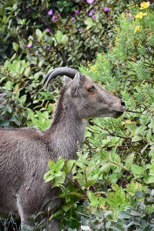Eravikulam National Park Munnar