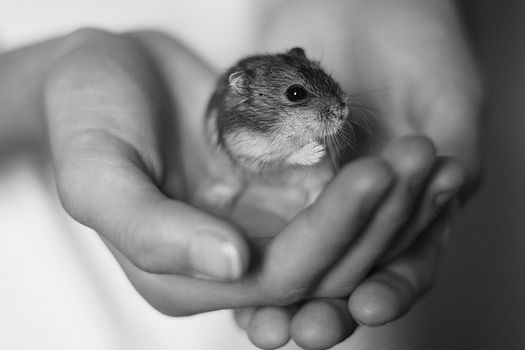 A small hamster cradled in a pair of gentle hands, in black and white.