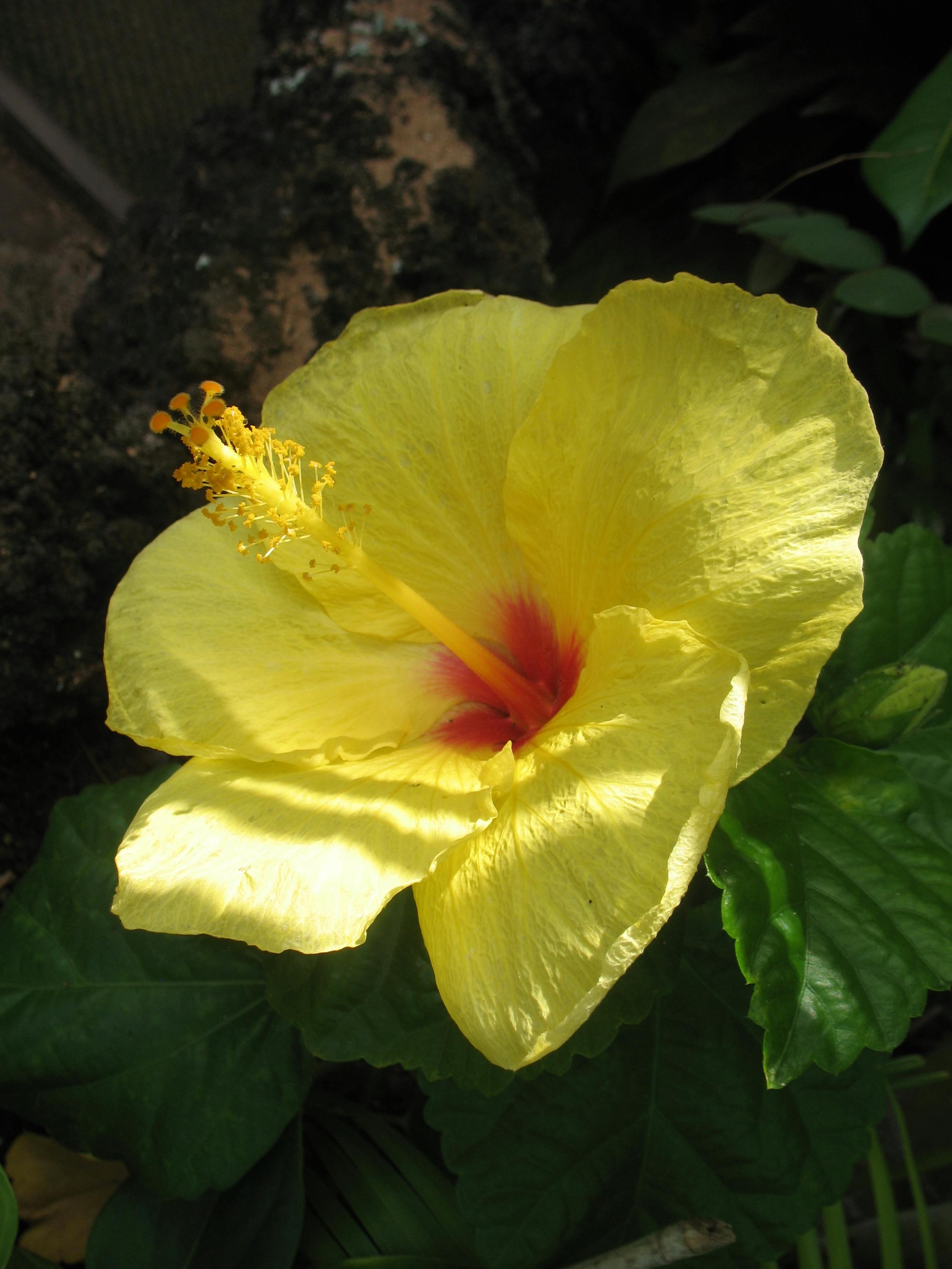 Free stock photo of flower, maui, tropical