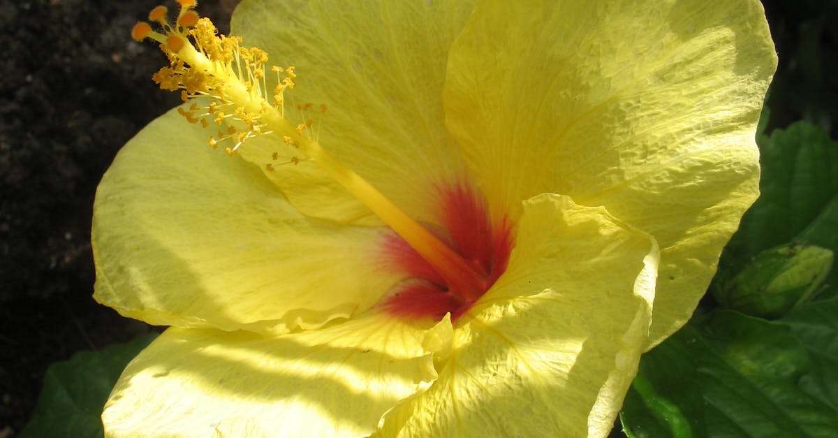 Free stock photo of flower, maui, tropical
